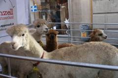 Weihnachtsmarkt-Frauenfeld_2011_15