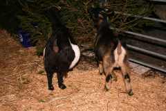 Weihnachtsmarkt-Frauenfeld_2012_25
