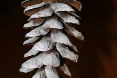 Weihnachtsmarkt-Frauenfeld_2012_40