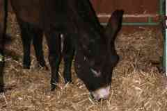 Weihnachtsmarkt-Frauenfeld_2012_46