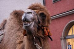 Weihnachtsmarkt-Frauenfeld_2013_50