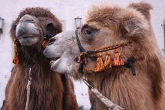 Weihnachtsmarkt-Frauenfeld_2013_51