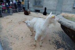 Weihnachtsmarkt-Frauenfeld_2021_39