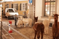 Weihnachtsmarkt-Frauenfeld-2025_53