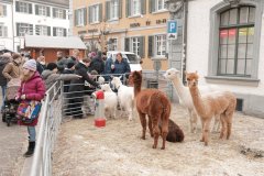 Weihnachtsmarkt-Frauenfeld-2025_73
